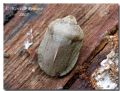 Eurygaster austriaca
